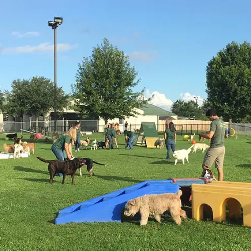 Large turf area with many dogs and staff members.